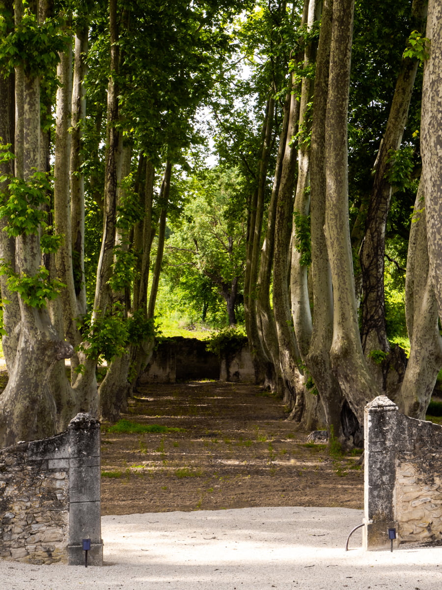 Photo de l'allée de platanes